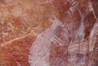 Weißes Känguru von Unbekannt Unbekannt